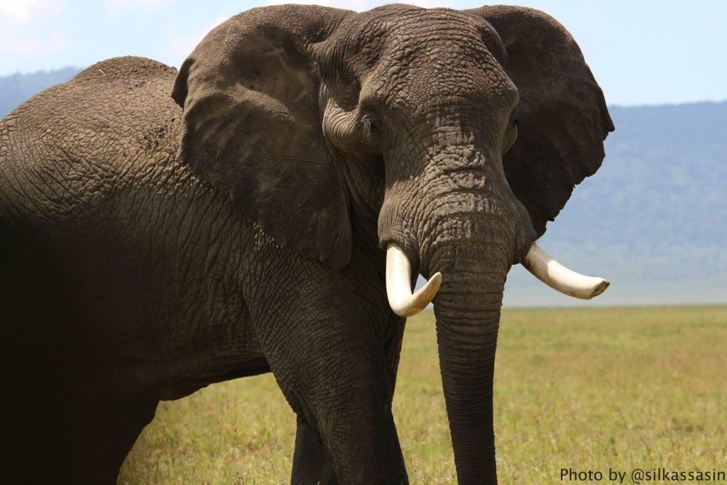 An elephant