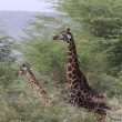 Giraffes walking through jungle