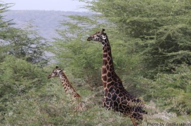 Giraffes walking through jungle