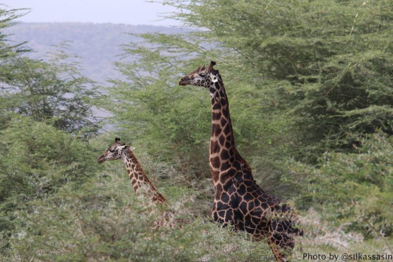 Giraffes walking through jungle