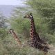 Giraffes walking through jungle