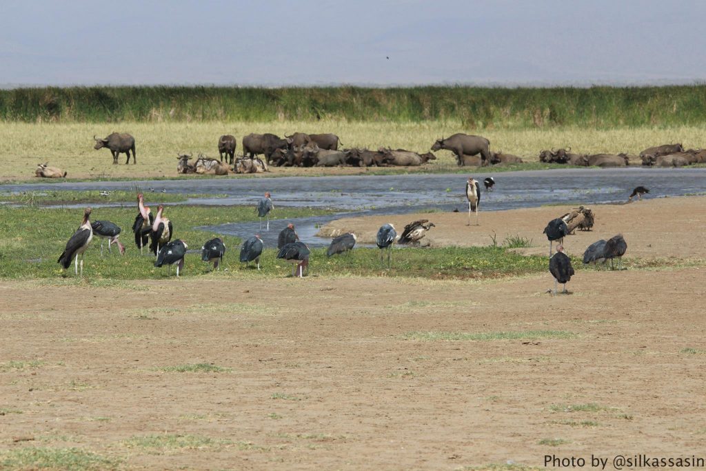 Wild animals grazing in the desert