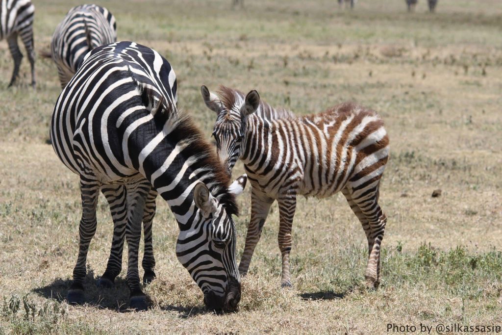 Zebras grazing