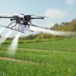 Drone spraying pesticide on a wheat field.