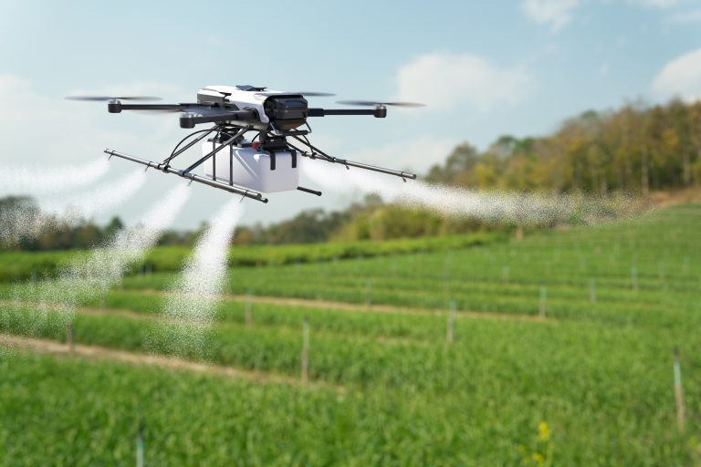 Drone spraying pesticide on a wheat field.